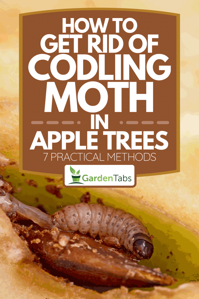 A codling moth larva inside an apple, How To Get Rid Of Codling Moth In Apple Trees [7 Practical Methods]