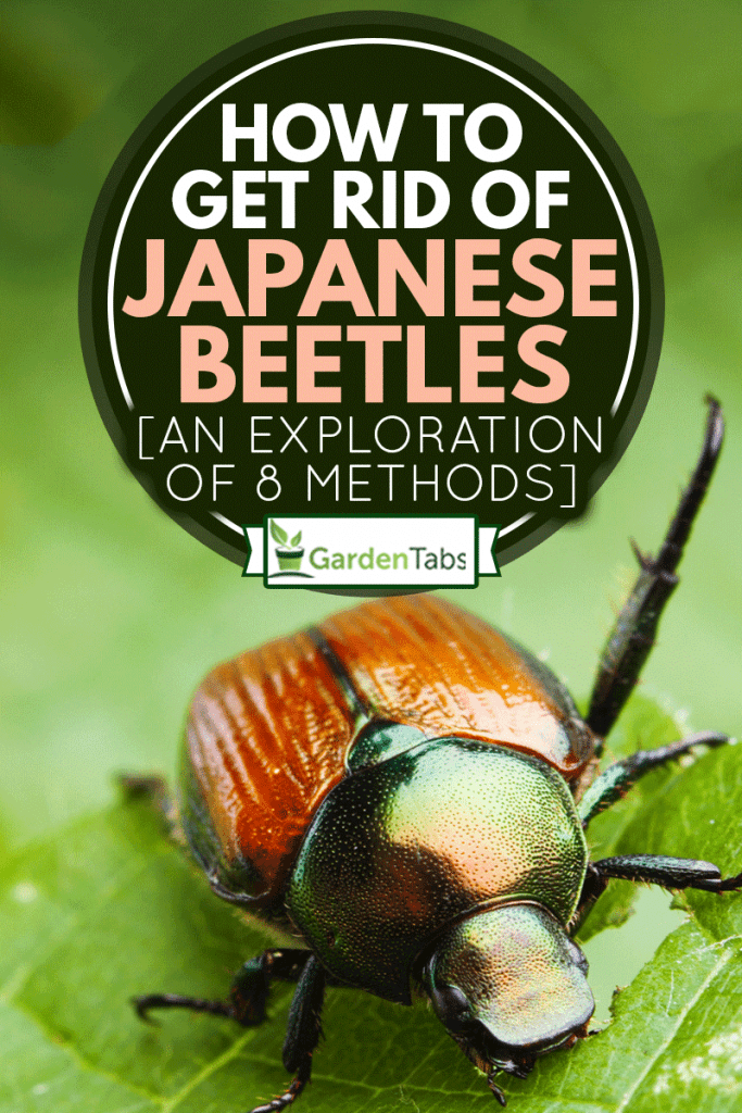 how to get rid of asian beetles in the garden