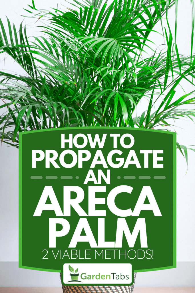 A bright living room with houseplant on the floor in a wicker basket, How To Propagate An Areca Palm [2 Viable Methods!]