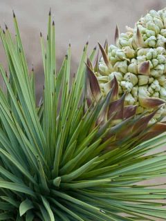 Joshua yucca tree in bloom on desert garden, 5 Of The Best Fertilizers For A Yucca Plant