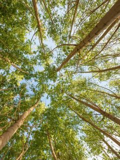 Looking up poplar trees, 15 Gorgeous Trees With White Bark [And Where You Can Grow Them]