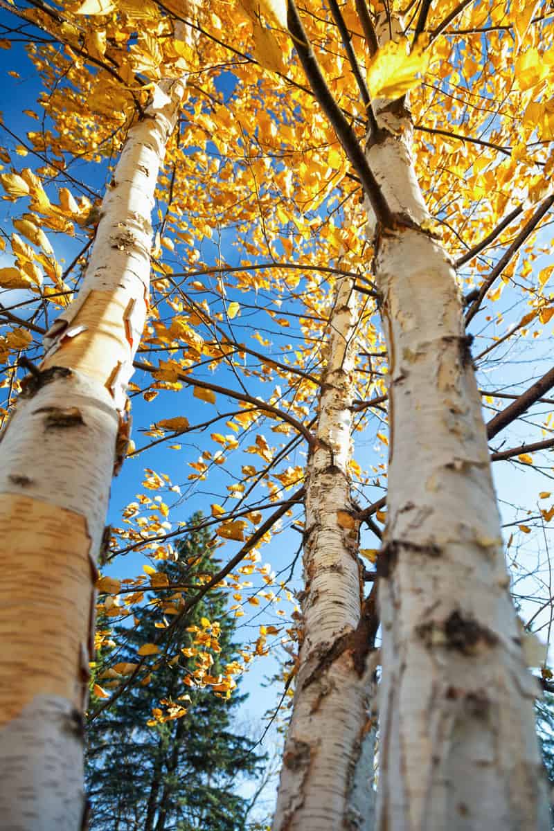 Low angle view of colorful Paper Birch trees in Autumn, 15 Gorgeous Trees With White Bark [And Where You Can Grow Them]