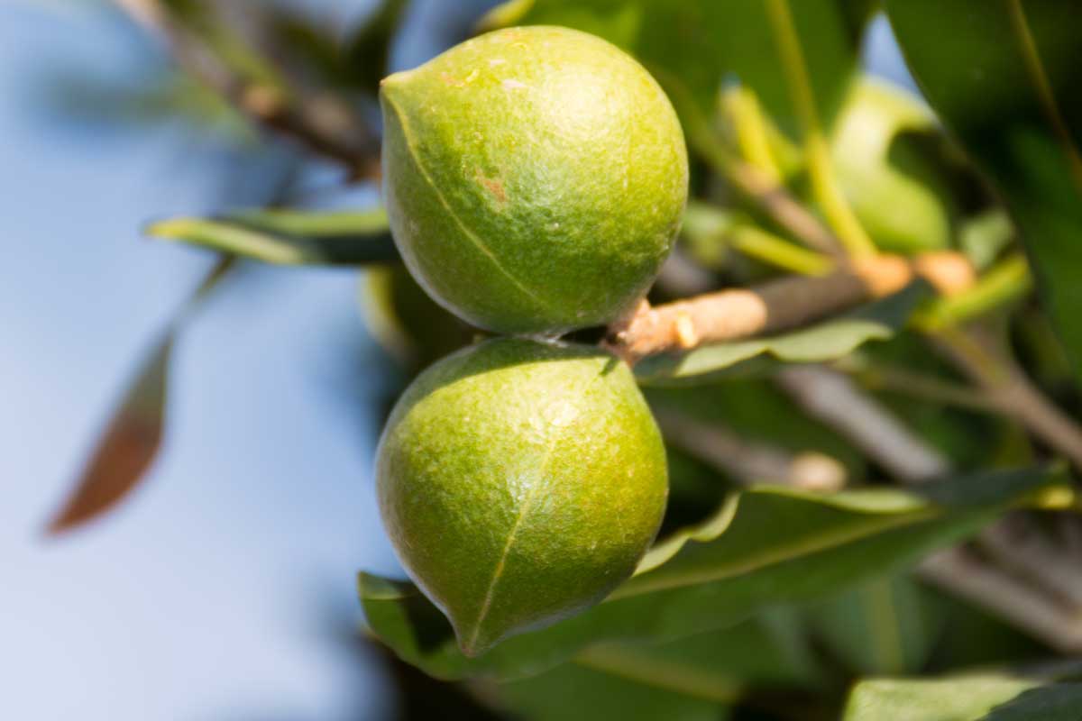 Macadamia nuts on the evergreen tree, How To Graft Macadamia Nut Trees [7 Steps To Follow!]