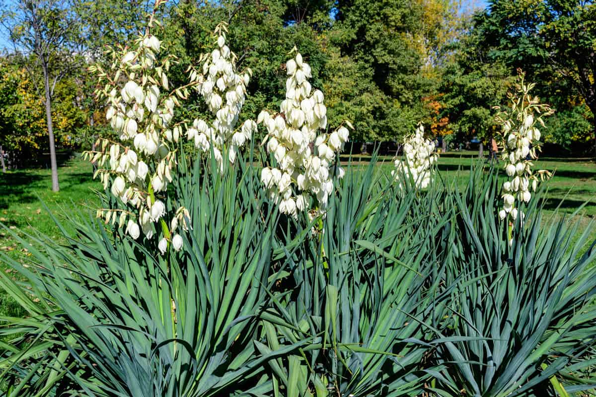 Many delicate white flowers of Yucca filamentosa plant