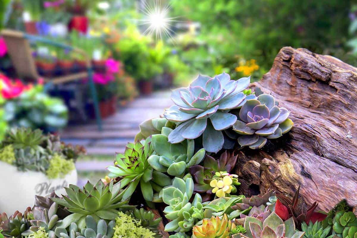 Miniature succulent garden plants