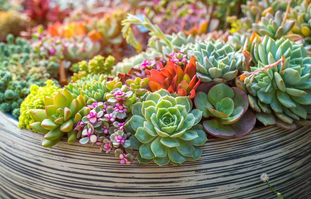 Miniature succulent plants in garden
