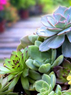Miniature succulent plants in the garden, 11 Types Of Echeveria You Should Consider For Your Succulent Garden