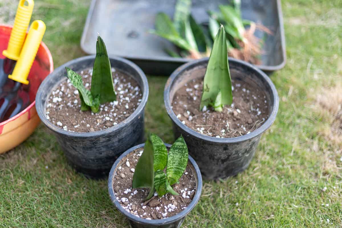 Moonshine snake plant repotting into plastic pots
