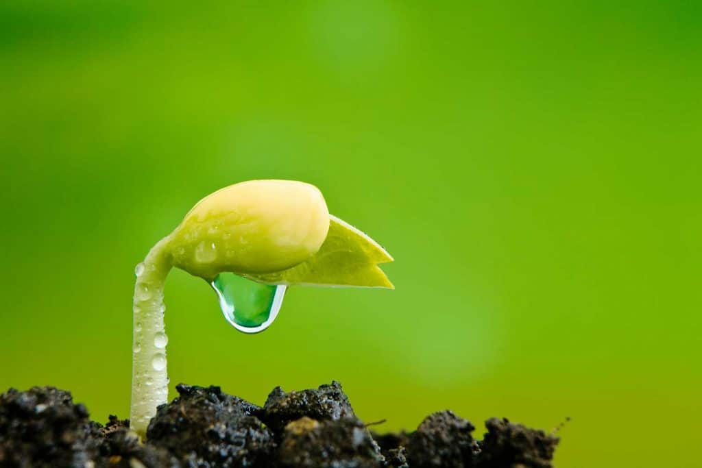 New seed plant germinting from the soil with dew drops