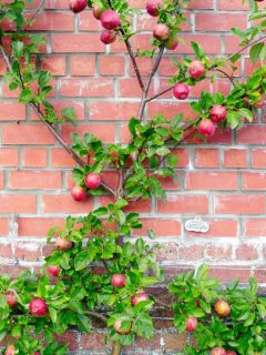 Red, ripe, apples espalier on a garden wall are ready to be picked, Which Fruit Trees Can You Espalier?