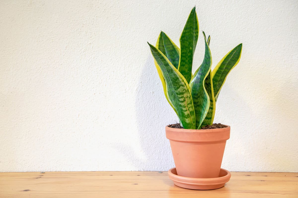 Sansevieria in orange brick pot, Young and small green plant in a pot on the wooden table with white background, Home decoration.