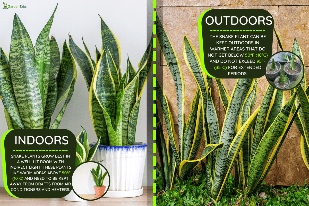 Sansevieria trifasciata (Dracaena trifasciata) is also known as sansevieria, snake plant, mother-in-law's tongue, mother-in-law's tongue which is effective as air neutralizer which is good for health - What's The Best Pot For A Snake Plant