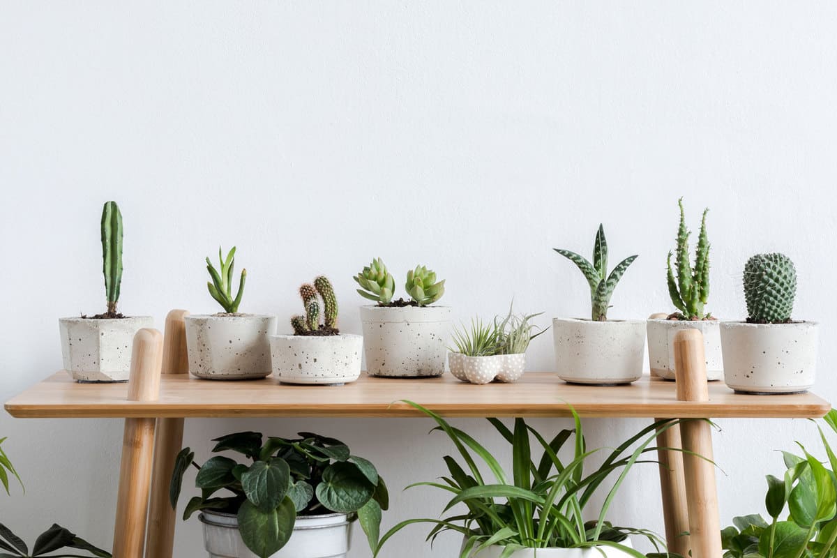 Scandinavian room interior with plants, cacti and succulents composition in design and hipster pots on the brown shelf, Indoor Succulent Garden Ideas