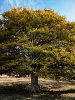 Single elm tree in autumn colours, How Fast Do Elms Grow And How Long Do They Live? [By Type Of Elm]