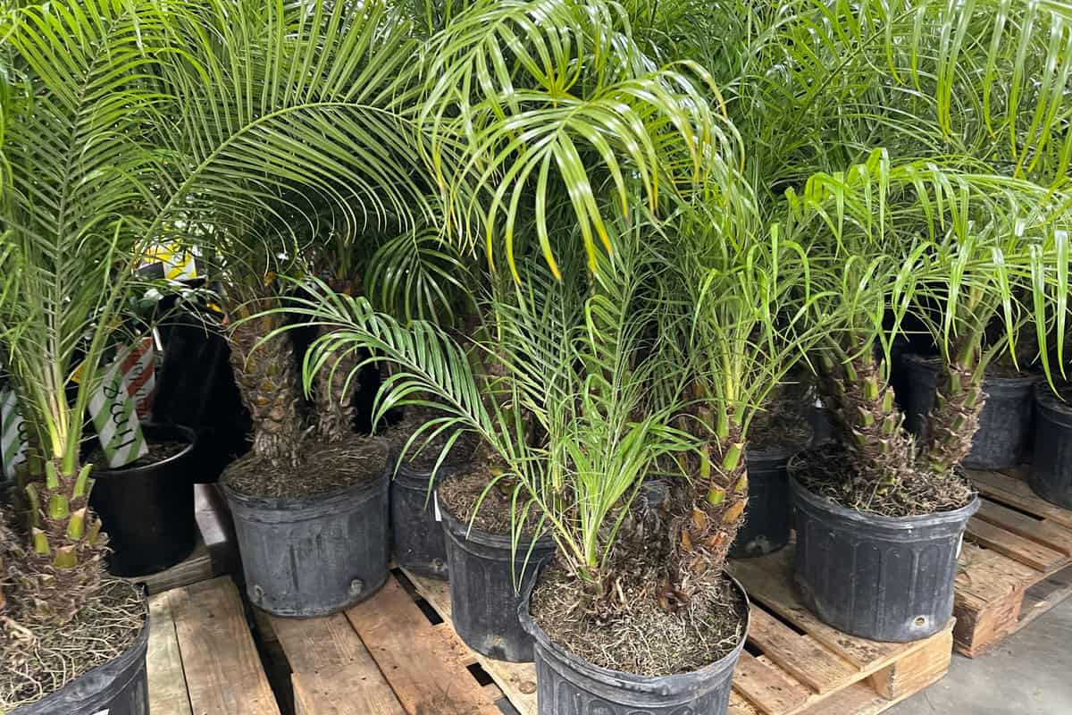 Small Areca palm trees for sale