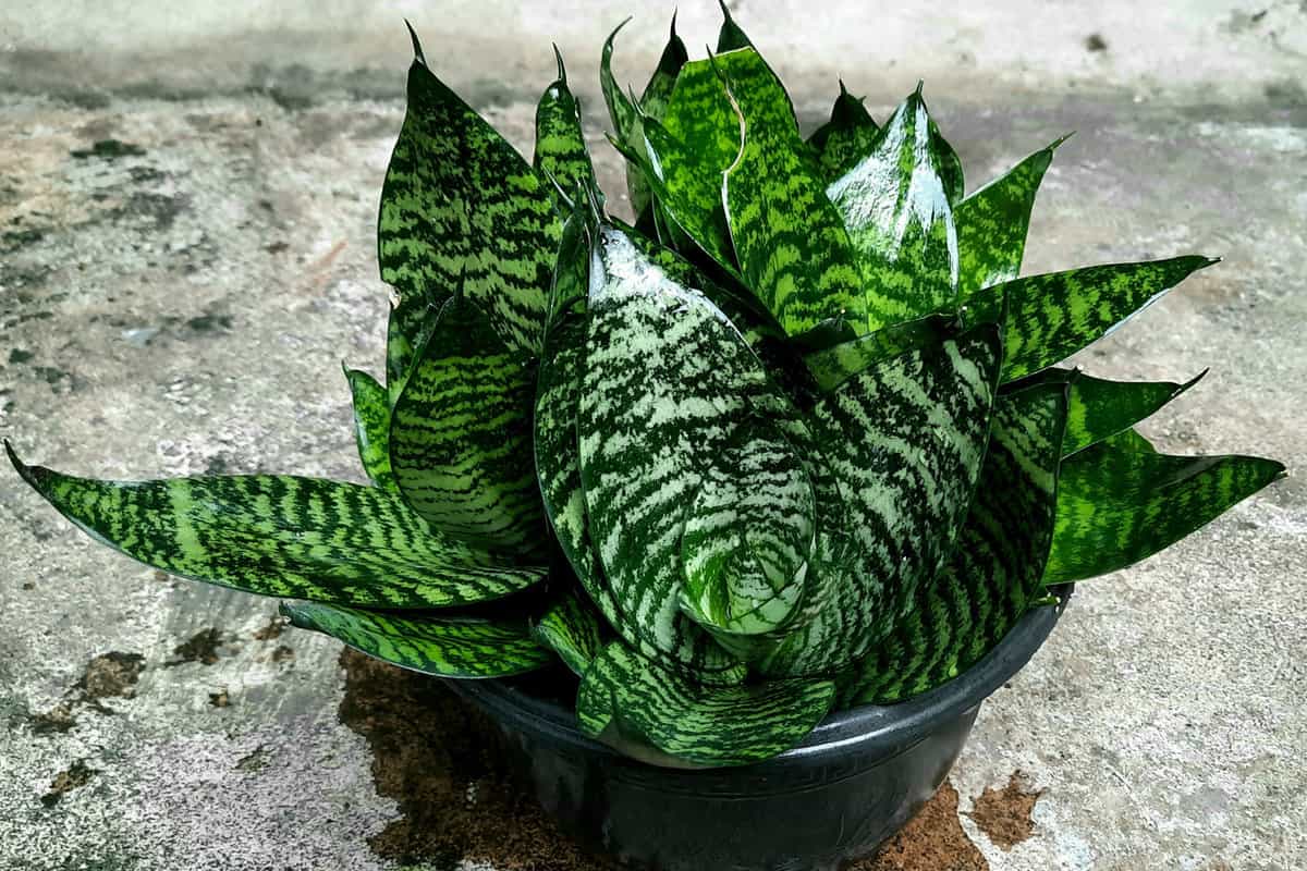 Snake plant in a plasric pot on the cement floor. Sansevieria trifasciata.