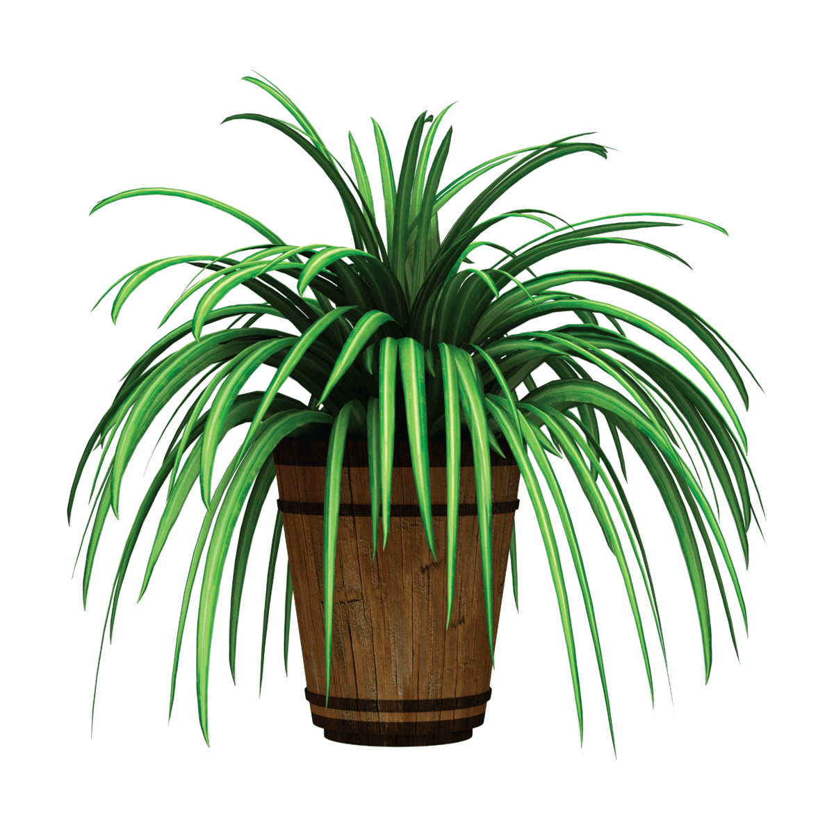 Spider Plant on a brown pot in white background