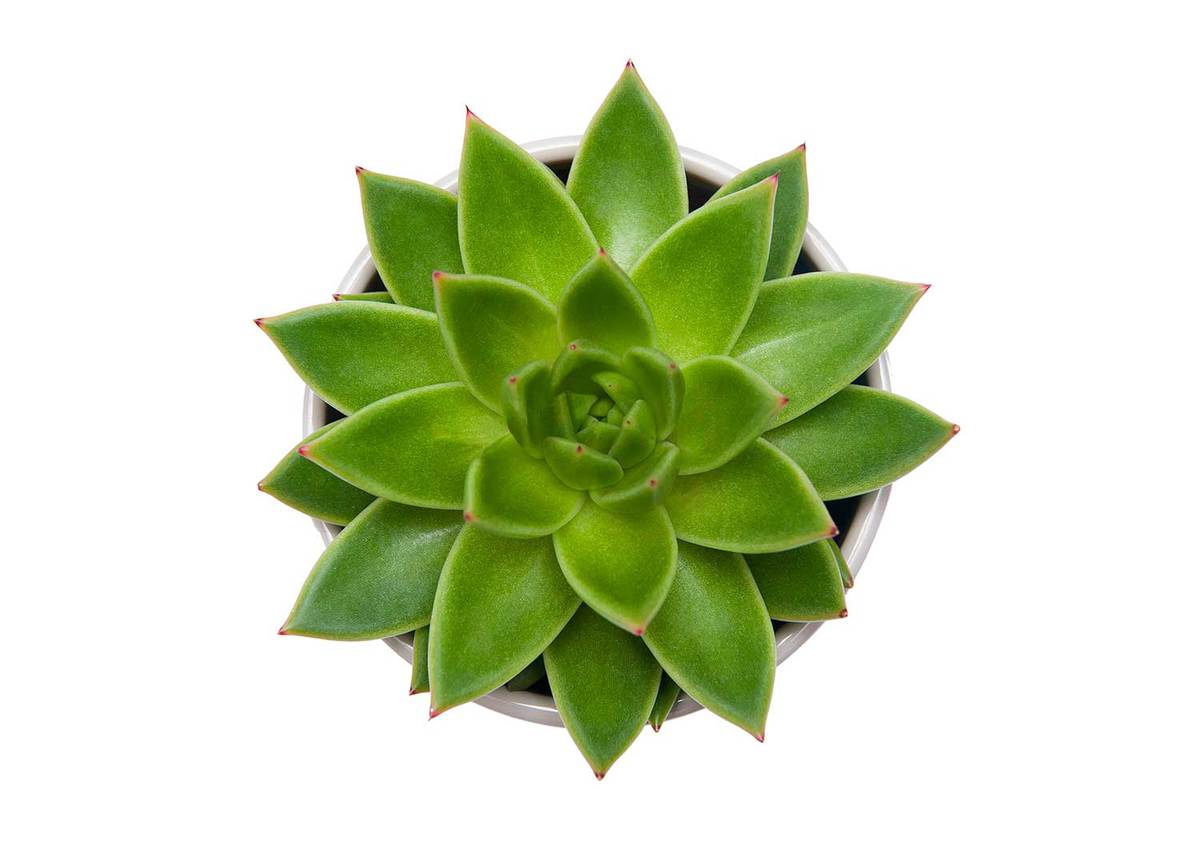 Succulent Echeveria agavoides pot plant isolated on white background