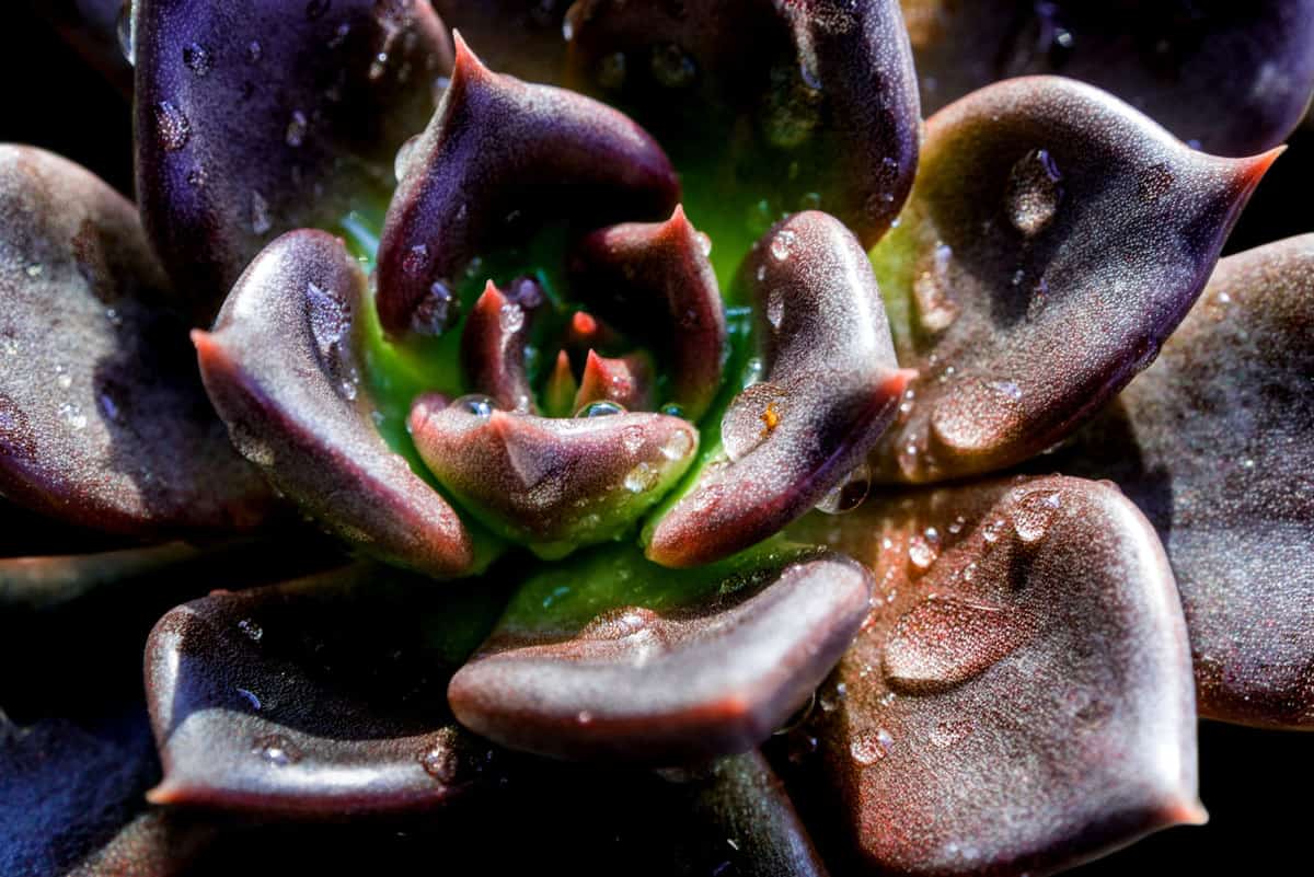 Succulent plant close-up, water drops on dark purple leaves of Echeveria black prince