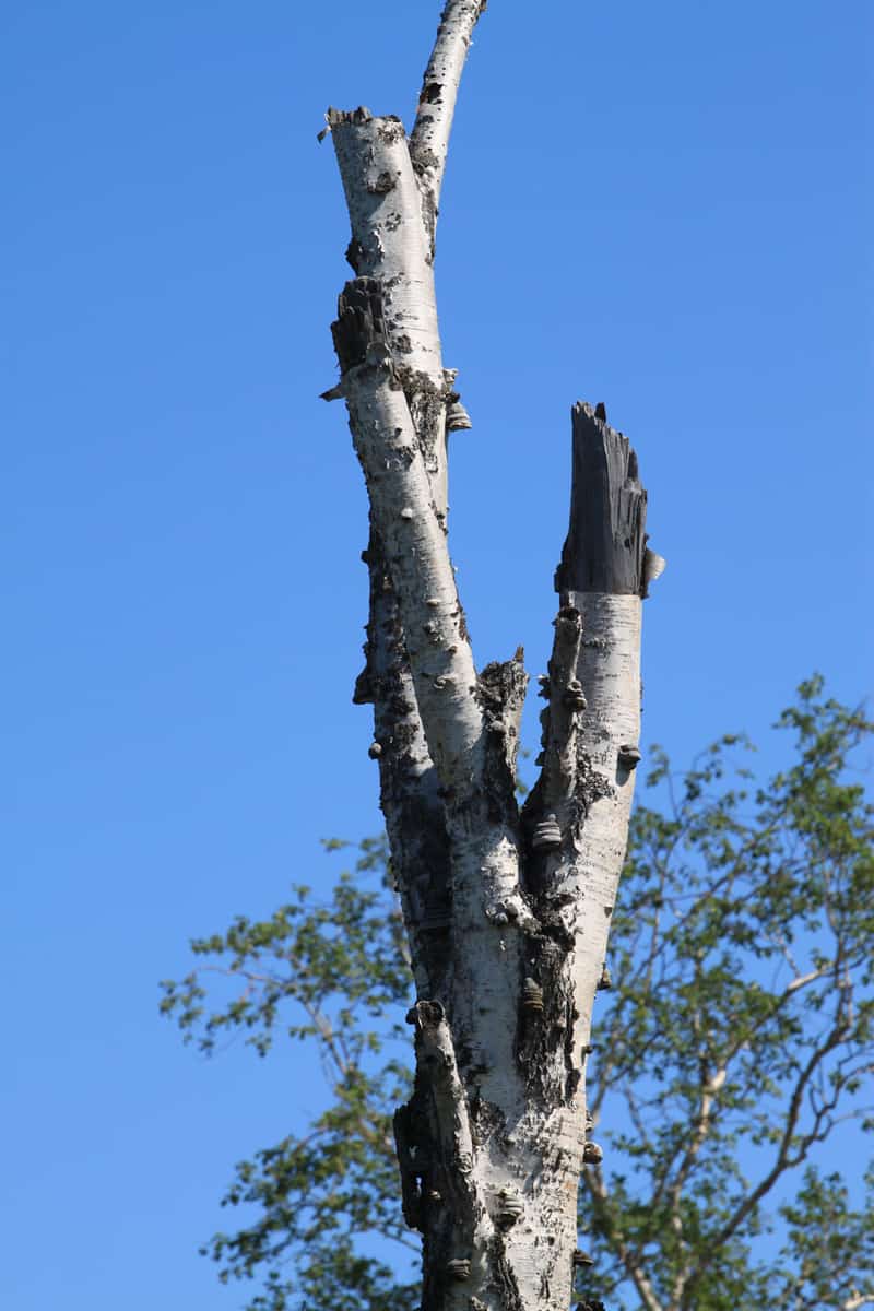 The Erman's birch in Kamchatka peninsula