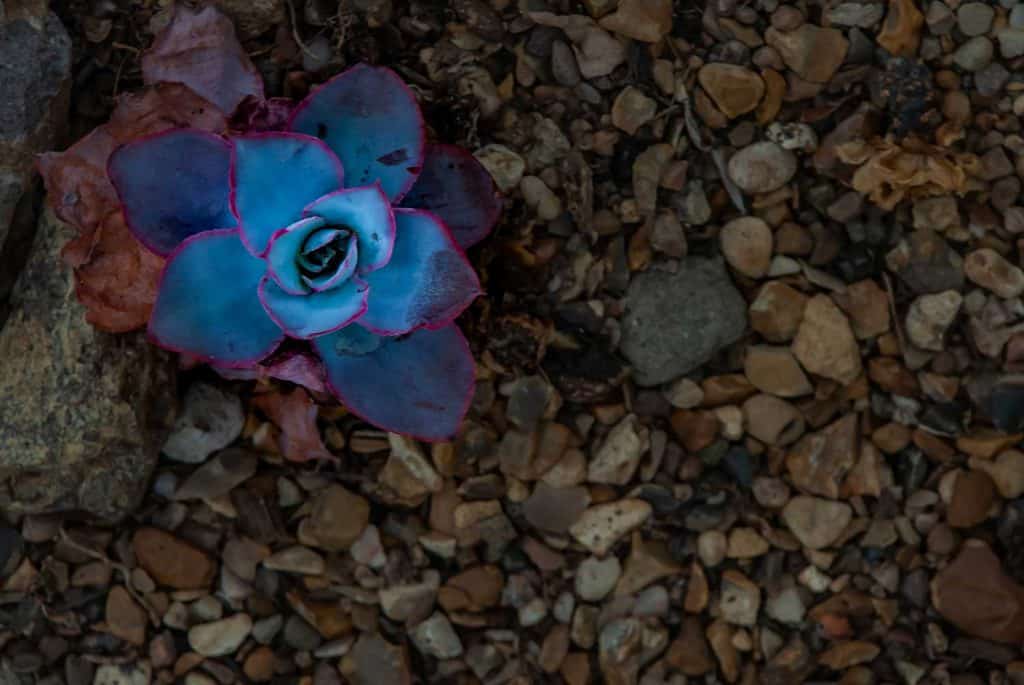 Top view of a Echeveria cante rosette on scree background