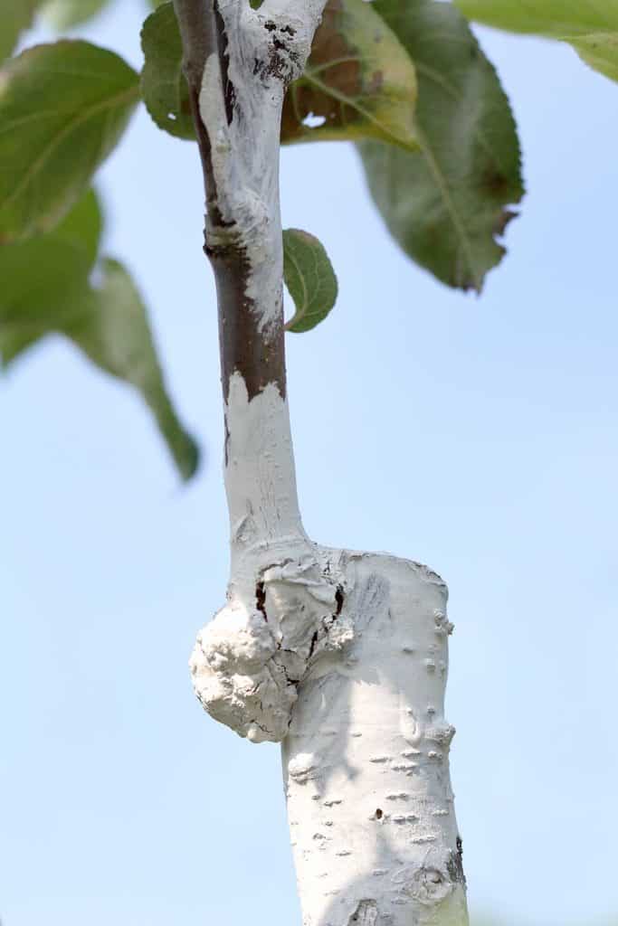 Trunk of an apple tree with a successfully grafted graft of a new cutting and painted over with a protective whitewash