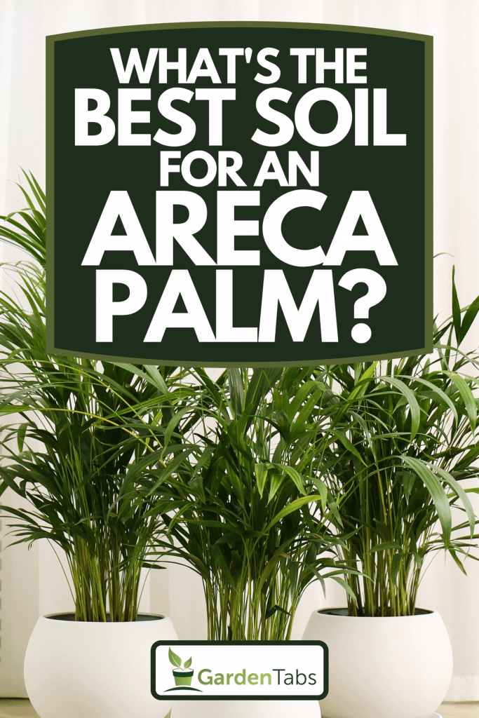 A beautiful indoor palm plants on floor in room, What's The Best Soil For An Areca Palm?