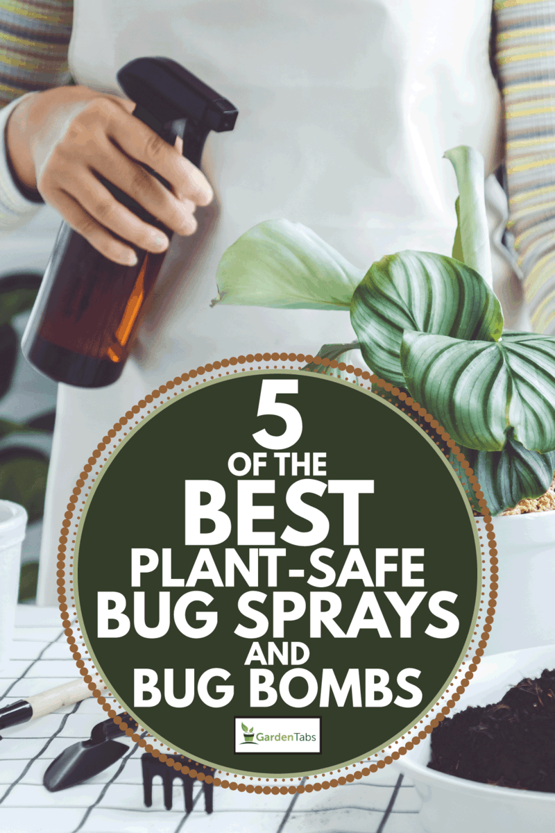 Woman hand spray on leave plants in the morning at home using a spray bottle. 5 Of The Best Plant-Safe Bug Sprays And Bug Bombs