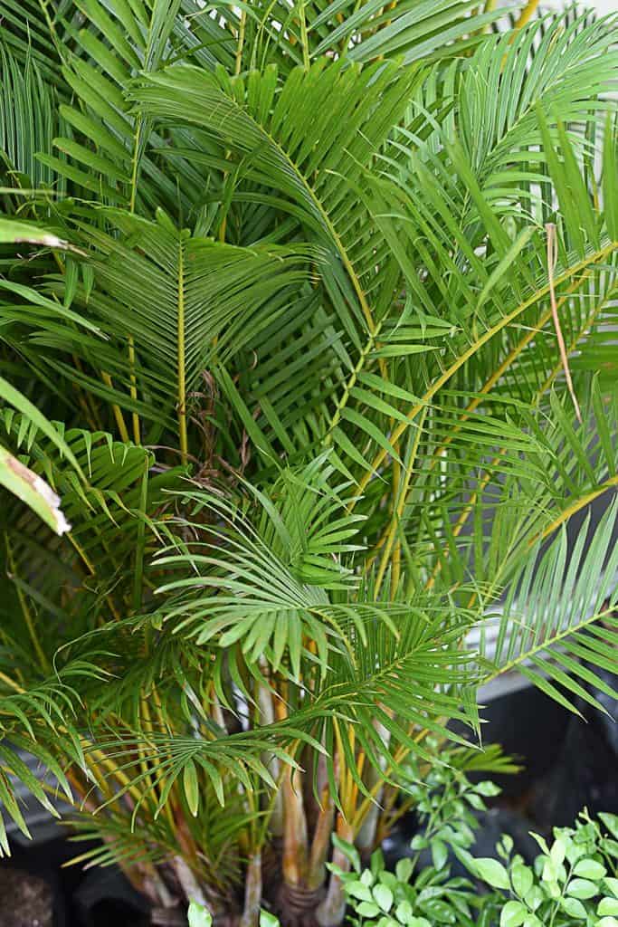 Yellow palm grown as houseplant as a natural air filter and effective humidifier