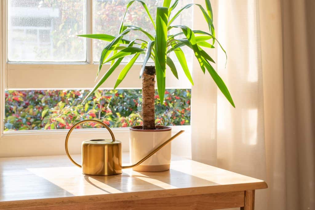 Yucca indoor plant next to a watering can in the windowsill in a beautifully designed home interior.