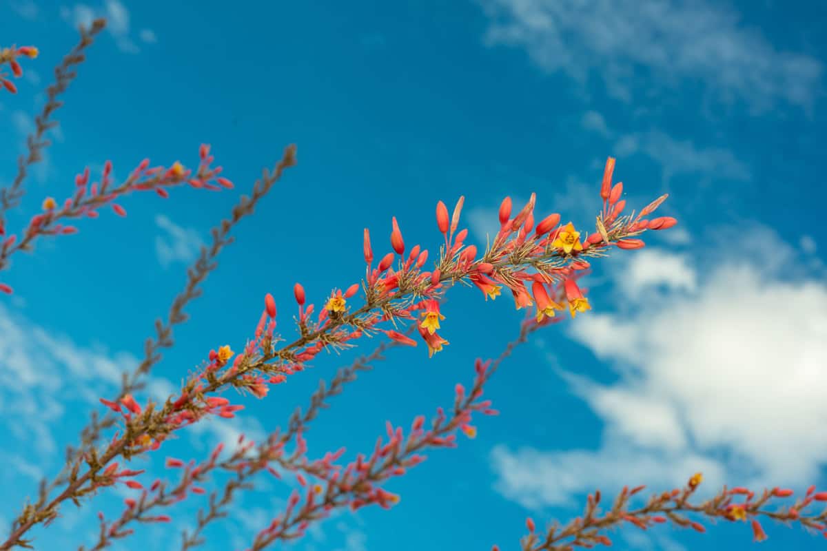beautiful Red Yucca blossoms against a cloudy blue sky, Does A Yucca Plant Need Drainage?