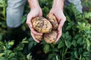 Read more about the article How Deep To Plant Potatoes