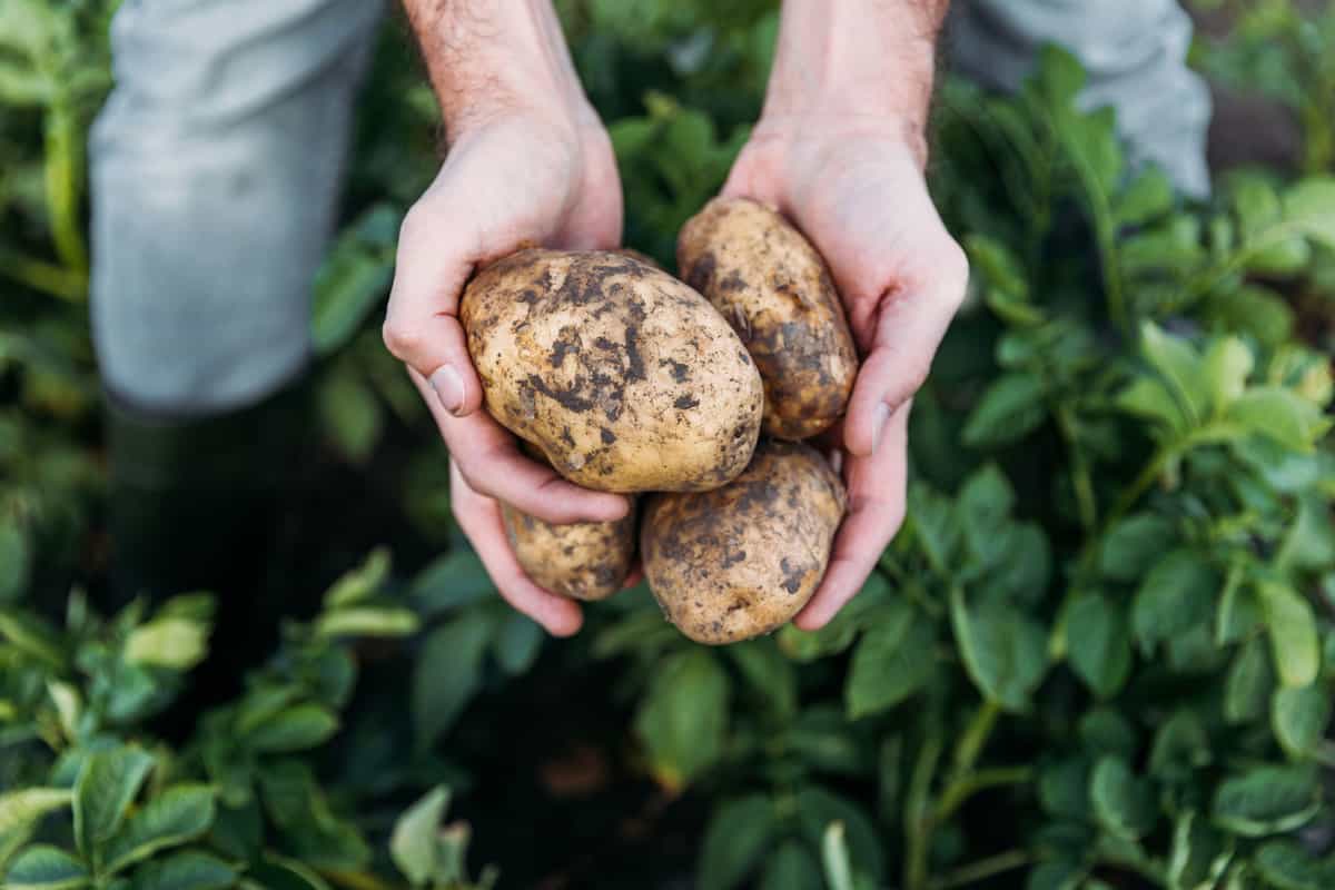 close-up partial view of farmer holding ripe organic potatoes in field, How Deep To Plant Potatoes