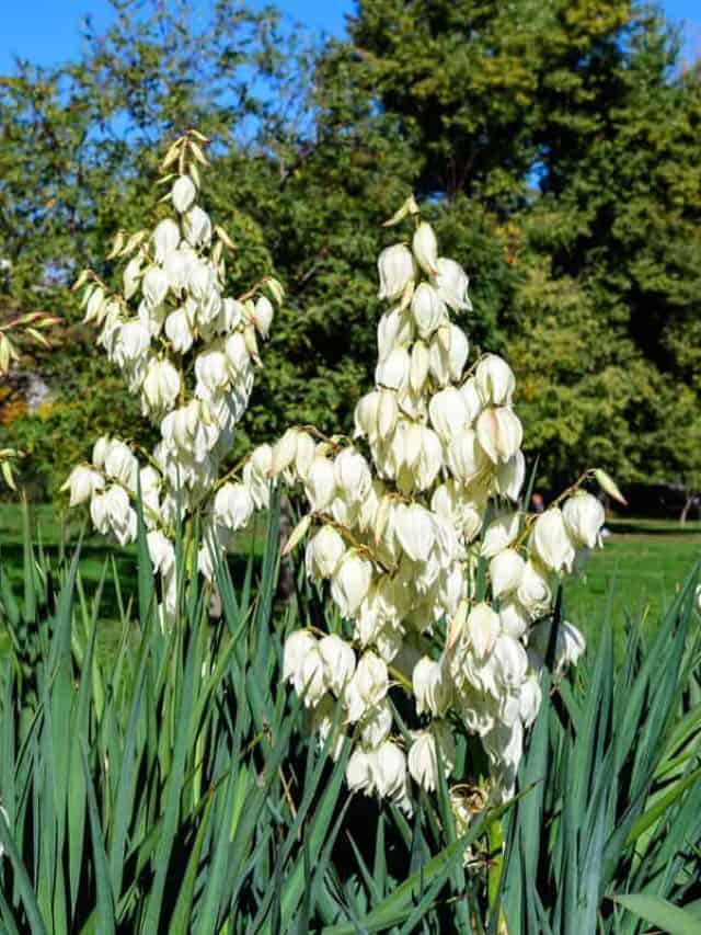 A gorgeous white Yucca plant blooming gorgeous in the garden
