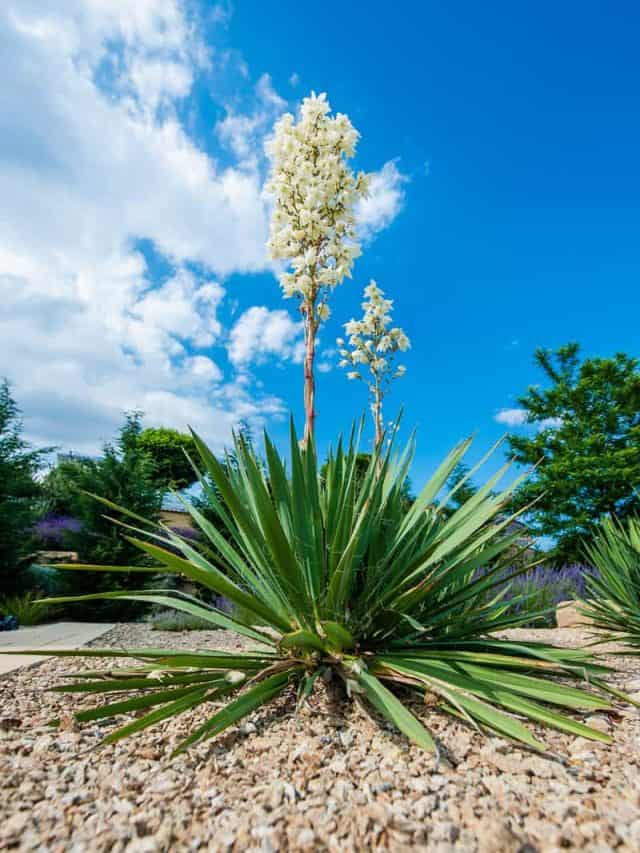 Blooming yucca bush in a formal garden