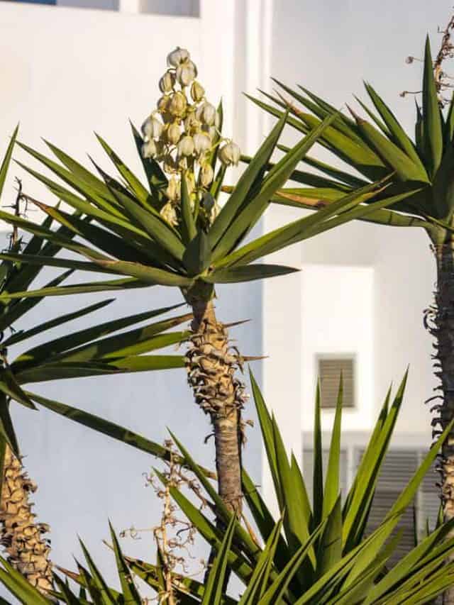 Flower on Santorini in South Aegean Islands, Greece, 5 Of The Best Fertilizers For A Yucca Plant