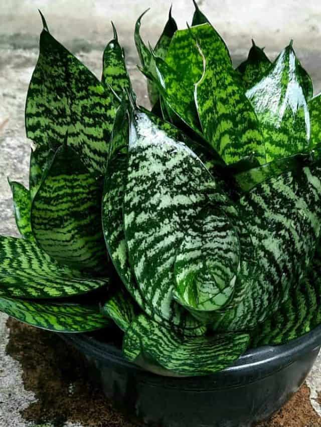 Snake plant in a plasric pot on the cement floor. Sansevieria trifasciata.