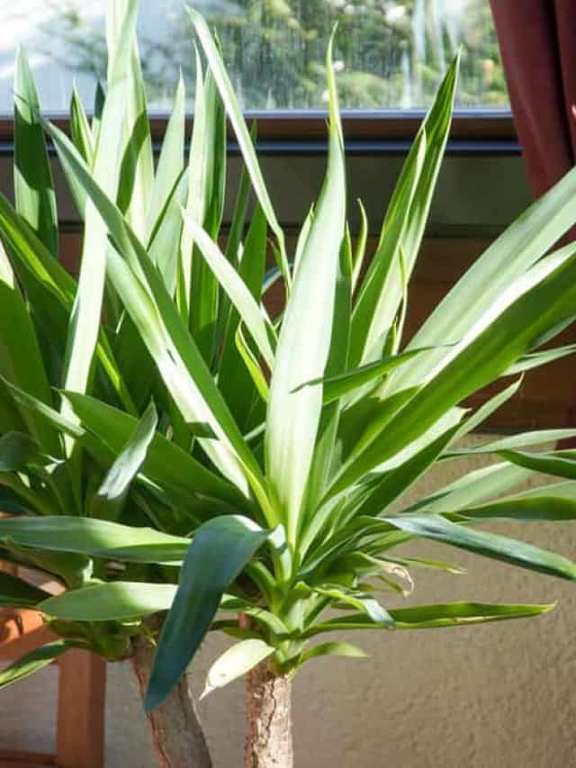 Yucca palm tree plant in a garden on a sunny summer day