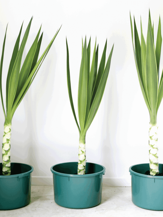 yucca plants placed in plastic pots