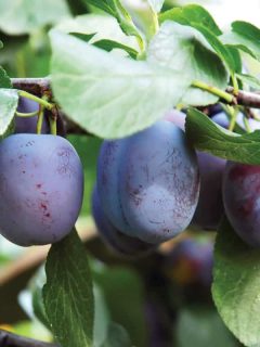 fresh plums hanging from its branches