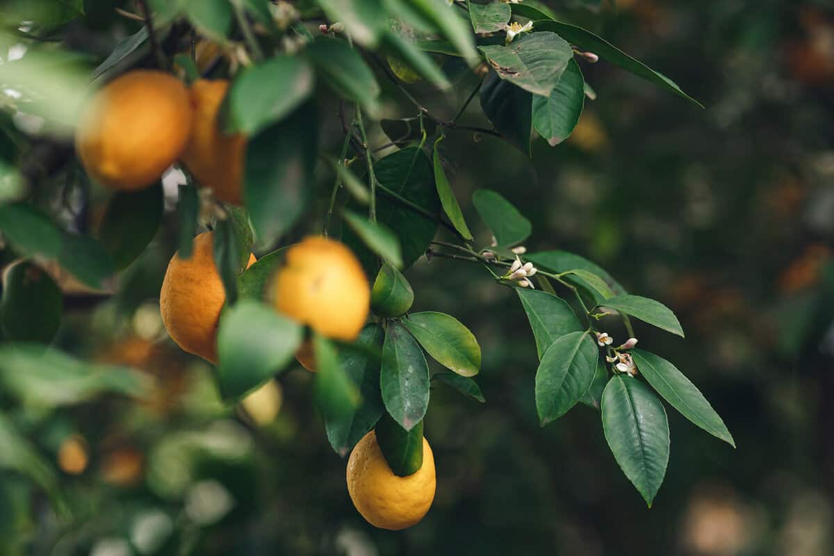 ripe yellow-orange Meyer lemons on a lemon tree