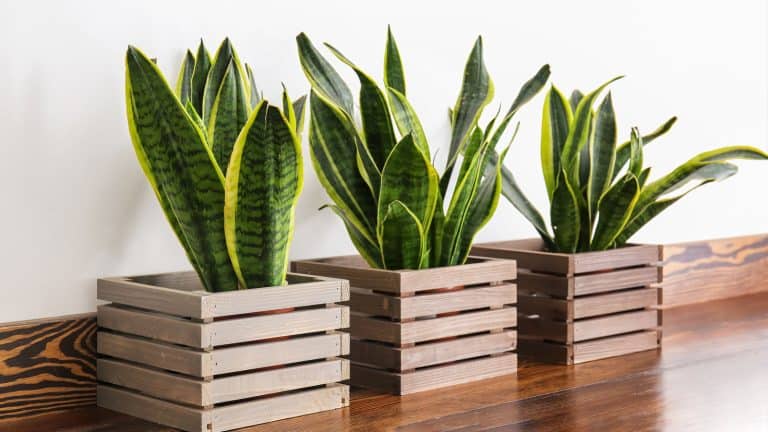 Three gorgeous snake plants planted in box pots, 11 Beautiful Succulents That Don't Need Sun - 1600x900