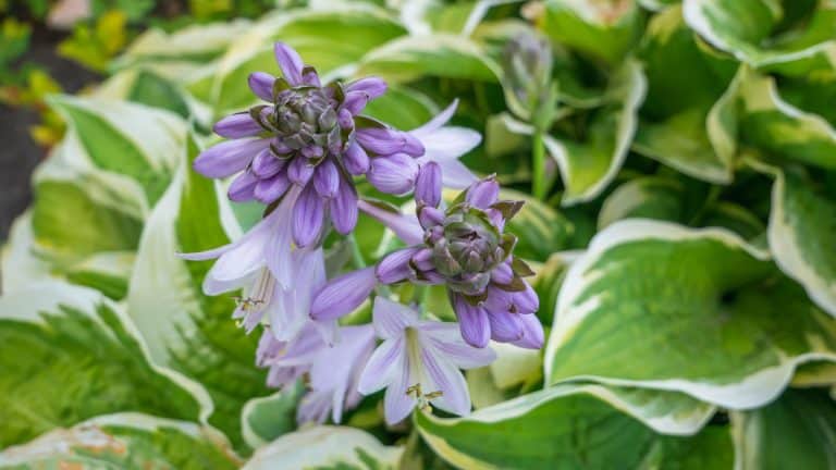 Hosta plantaginea, the fragrant plantain lily or August lily, is a species of flowering plant, 11 Trees That Soak Up Water - 1600x900
