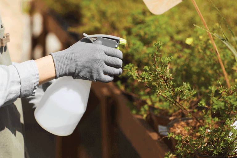 young woman spraying plants while enjoying work in garden lit by sunlight. 5 Of The Best Plant-Safe Bug Sprays And Bug Bombs