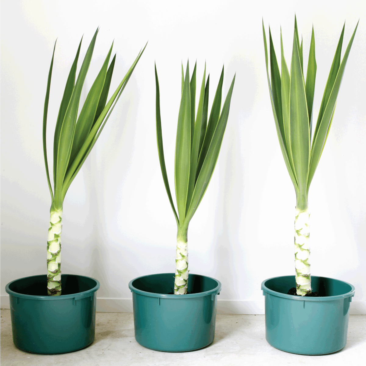 yucca plants placed in plastic pots
