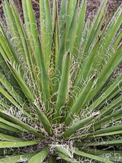 An Adams needle or silk grass or silk grass planted on the back of the garden, Does Yucca Grow In Florida?