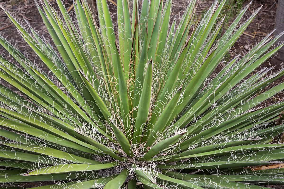An Adams needle or silk grass or silk grass planted on the back of the garden, Does Yucca Grow In Florida?