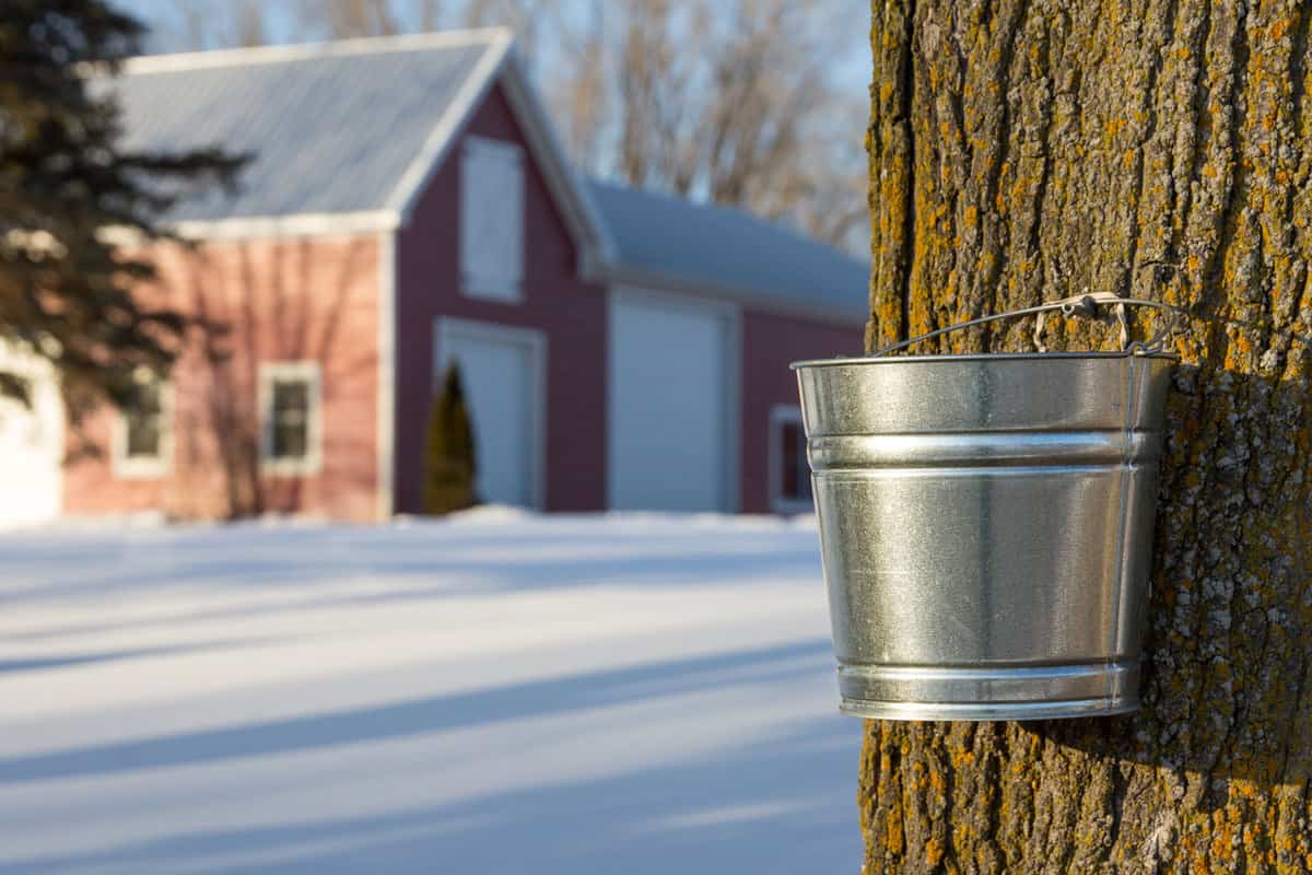 A bucket attached to the trunk of the maple tree catching maple sap
