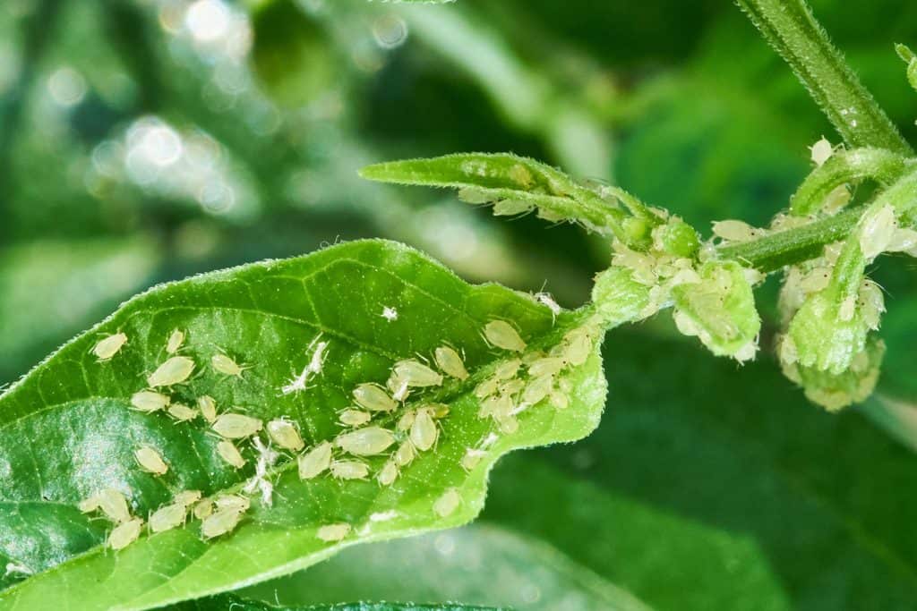 A color of aphids gathering on a peach leaf