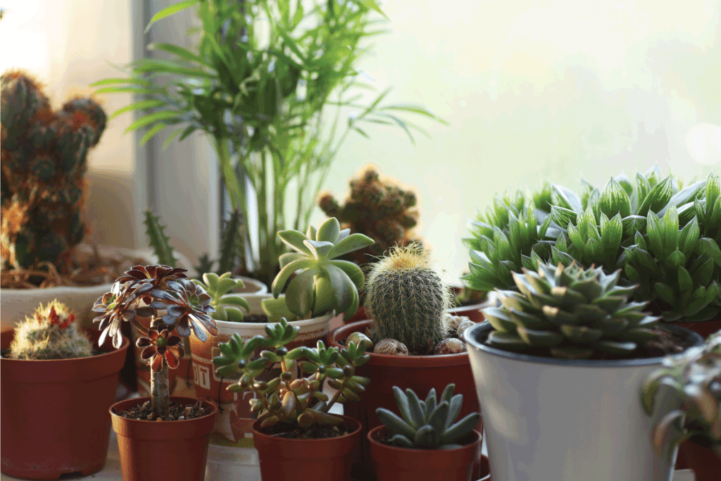 A lot of pots with cacti and succulents on the windowsill. Can Succulents Die From Too Much Rain